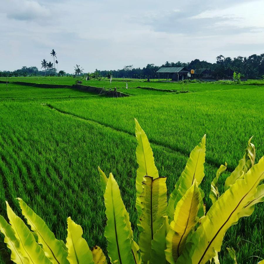 Villa Popolan And Guest House Ubud Eksteriør billede